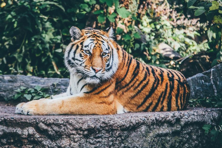Vetrina delle startup: Avantea – il pioniere italiano delle biotecnologie che rimodella la riproduzione animale