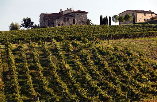 Vino, da due startup italiane soluzioni contro siccità e pesticidi
